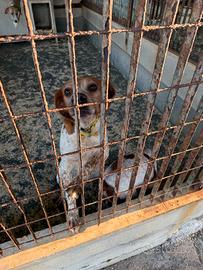 Cane da cinghiale