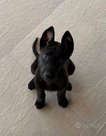 Pastore Belga Malinois