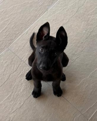 Pastore Belga Malinois
