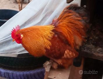 Gallo COCINCINA nana colorazione Rara