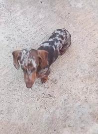 Bassotto kaninchen ciocco merle accoppiamento