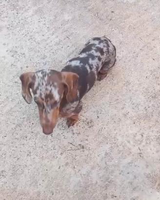 Bassotto kaninchen ciocco merle accoppiamento