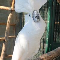 Cacatua ALBA Bianco PULLO 4Mesi ExpoGroup