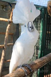 Cacatua ALBA Bianco PULLO 4Mesi ExpoGroup