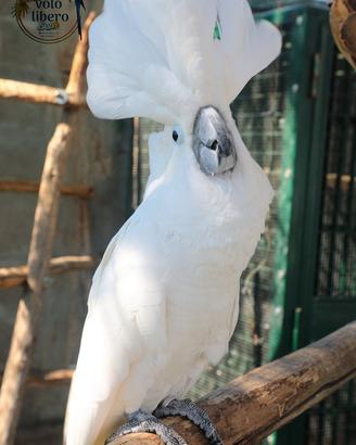 Cacatua ALBA Bianco PULLO 4Mesi ExpoGroup