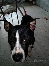 Una nuova casa per simba