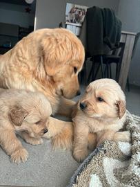 Golden retriever pedigree