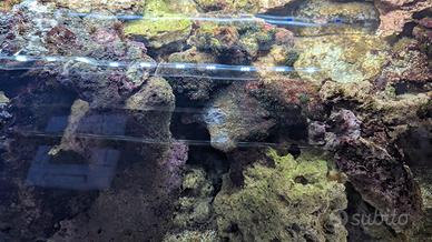 Roccia viva per acquario marino - 10 €/kg