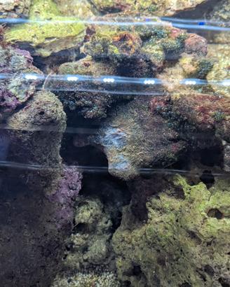 Roccia viva per acquario marino - 10 €/kg