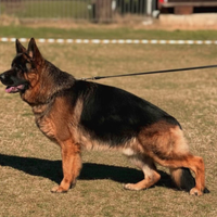 Favolosi cuccioli di pastore tedesco