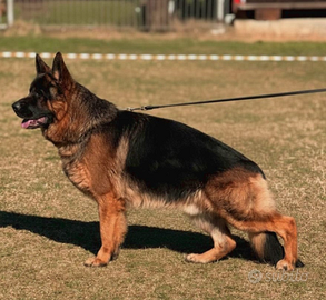 Favolosi cuccioli di pastore tedesco