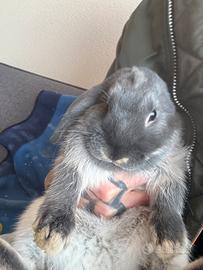 Conigliette nane minilop