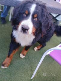 Bovaro del bernese