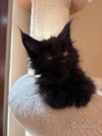 Maine coon con pedigree