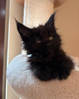 Maine coon con pedigree