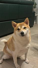 Femmina Shiba Inu