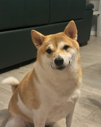 Femmina Shiba Inu