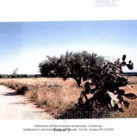 Terreno Agricolo Monastir [A297579]