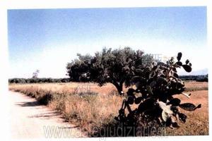 Terreno Agricolo Monastir [A297579]
