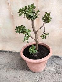 Pianta Giada 