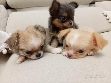 Chihuahua maschio TAGLIA MINI 