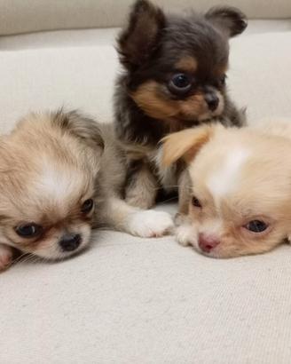 Chihuahua maschio TAGLIA MINI 