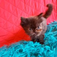 Cuccioli di persiani cincillà