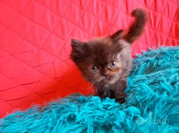 Cuccioli di persiani cincillà