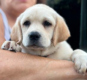 Cucciola labrador retriever con pedigree
