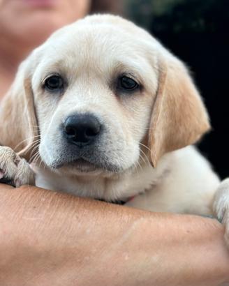 Cucciola labrador retriever con pedigree