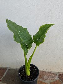 alocasia macrorizza 