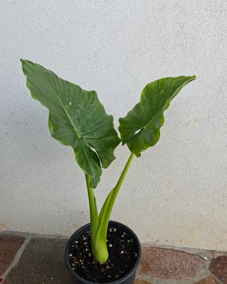 alocasia macrorizza 