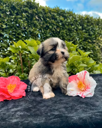 Barboncino Maltipoo Lhasa Apso - Tre Quarti di Lun