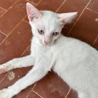 Gattini