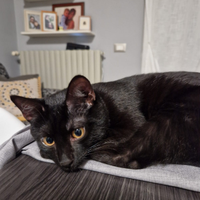 Gatto maschio 1 anno castrato