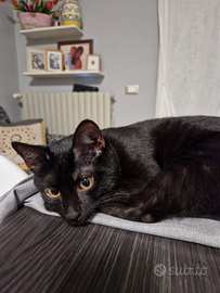 Gatto maschio 1 anno castrato