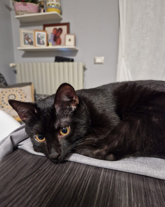 Gatto maschio 1 anno castrato