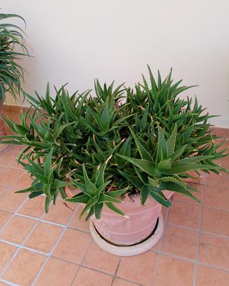 Piante grasse varie dimensioni 