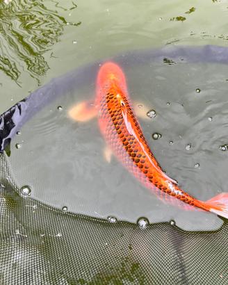Carpa koi