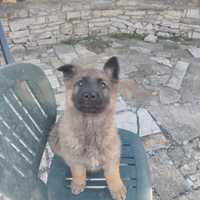 Cuccioli di Malinois