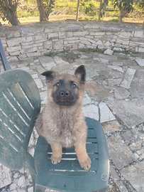 Cuccioli di Malinois