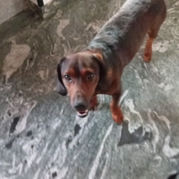 Alpenlaendische Dachsbracke per accoppiamento