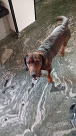 Alpenlaendische Dachsbracke per accoppiamento