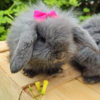 Mini coniglietti,conigli