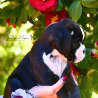 Cucciolo Boxer