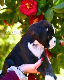 Cucciolo Boxer