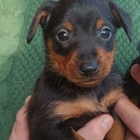 Pinscher nani nero focato pedigree ENCI