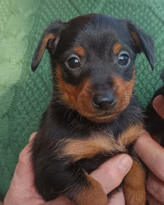 Pinscher nani nero focato pedigree ENCI