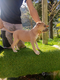 American Staffordshire terrier gratis