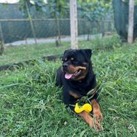 Rottweiler